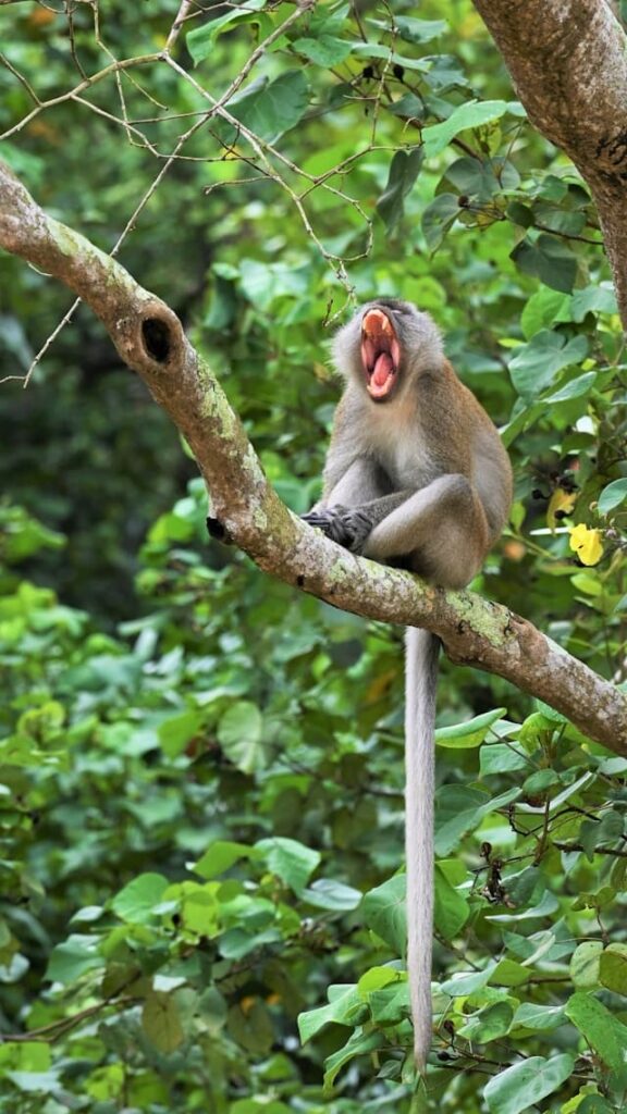 monkey in a tree with mouth open